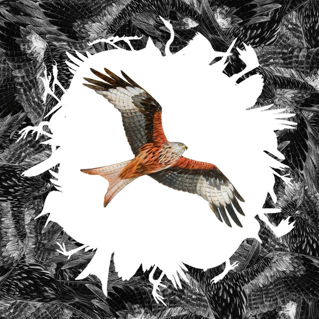 Rotmilan album art