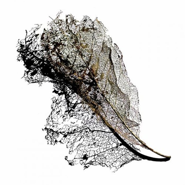Swarm album art
