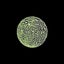 Callisto