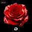 Kaizen Roses