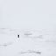 Polar