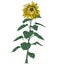Hector's Sunflower