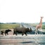 Safari feat. Schad Privat