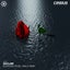 Floating Rose