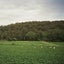 Healesville feat. Badskin, Joseph Batrouney
