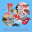 Chic Face - Rework