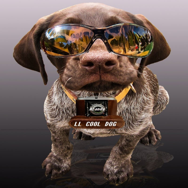 LL Cool Dog