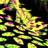 EYEAM003