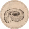 Prolecanites Gurleyi