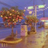 strawberry trees