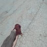 Perfect Fall
