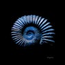 Mass Extinctions