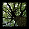 Broad Oak