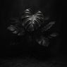 Monstera