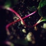 Wormholes