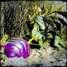 Snailsndragons