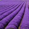 Lamiaceae