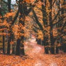 Fall