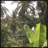 Jungle in Ubud