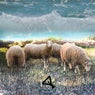 Sinking Sheep EP
