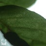 Veil