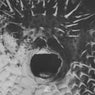 Blowfish