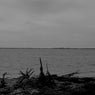 Gulls in the Distance