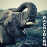 Pachyderm