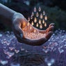 Seeds of Tears