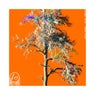 Naked Trees