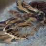 Feathers