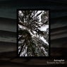 Beneath the Frost