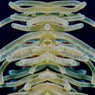 Coral de oro