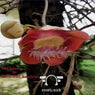 Tropical Bazism