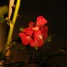 Rose (Extended Mix)