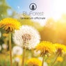 taraxacum officinale