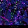 Meraki EP