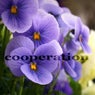 Cooperation (Vibrant Deephouse Music)
