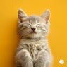 Purr Peace