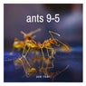 Ants 9-5
