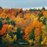 Fall(Ing)