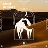 Camel in Dunes