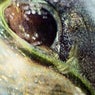 Frayed, Frog, Bug