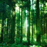 forest of dreams