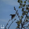 Avian