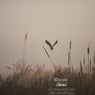 Jikimi (Orchestral Mix)