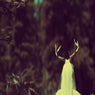 The Snow Queen