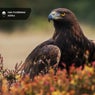 Aquila