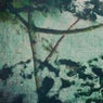 Vegetation Grows Thick