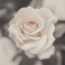 Without You